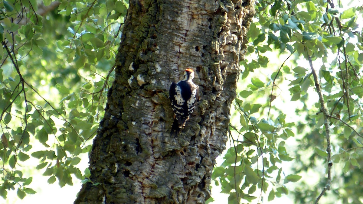 Great Spotted Woodpecker - ML620817554