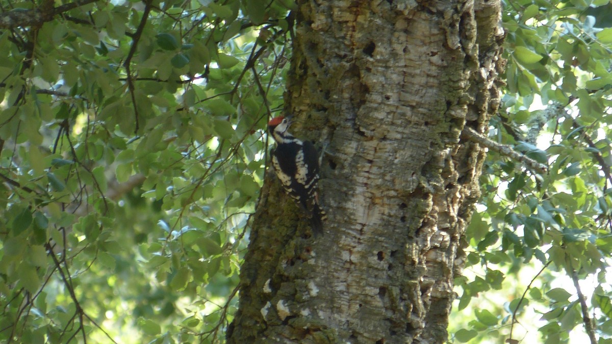 Great Spotted Woodpecker - ML620817555