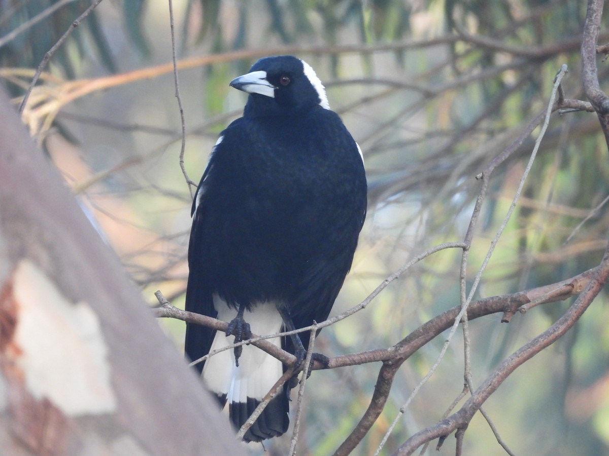 Australian Magpie - ML620817559