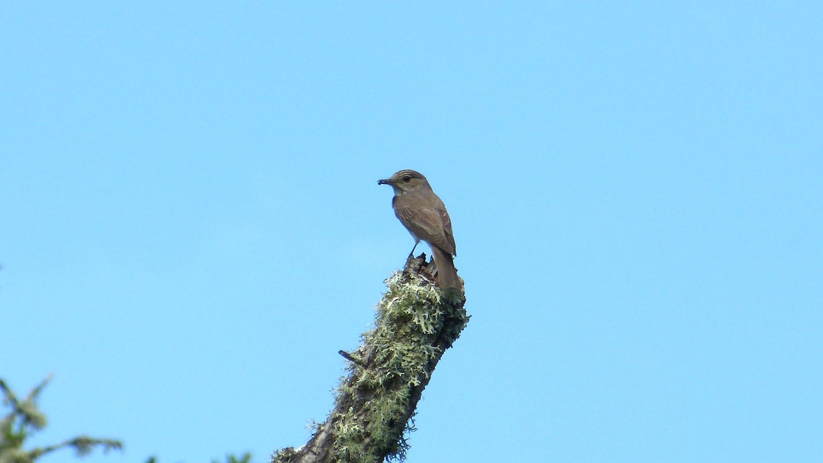 Spotted Flycatcher - ML620817560