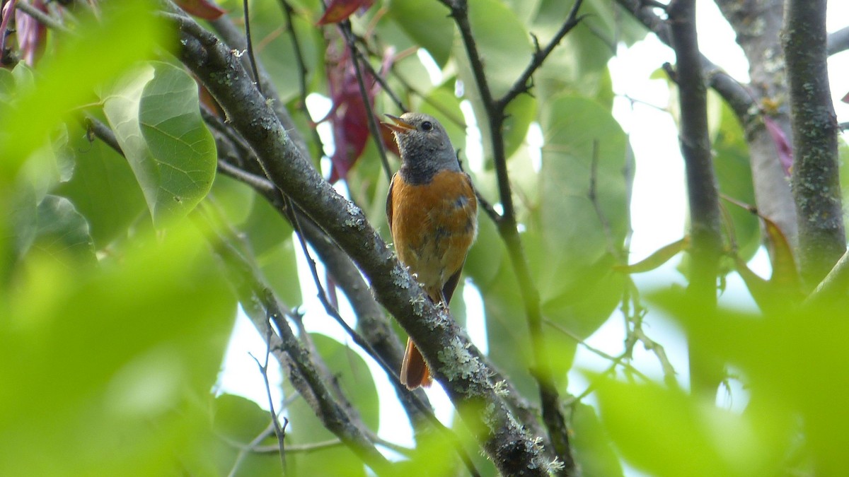 Common Redstart - ML620817566