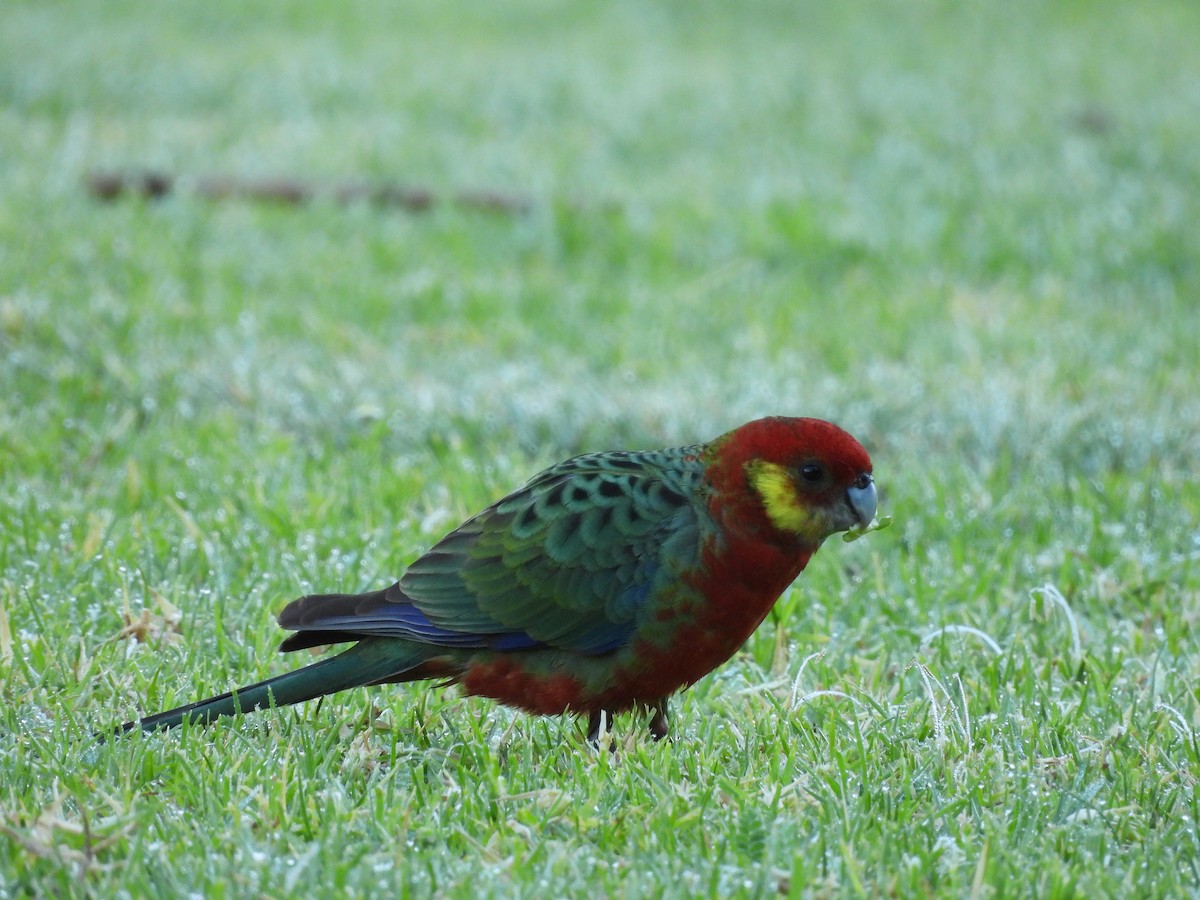 Western Rosella - ML620817572