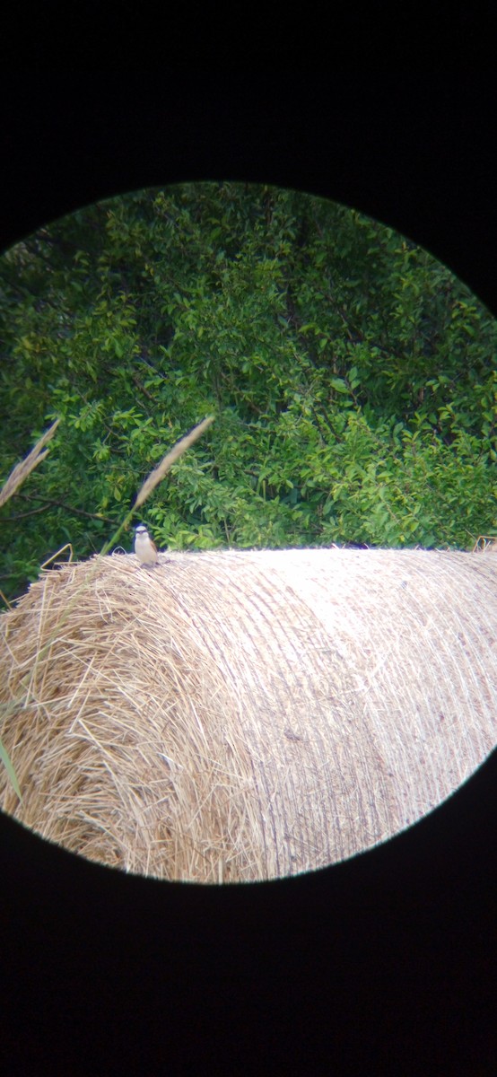 Red-backed Shrike - ML620817574