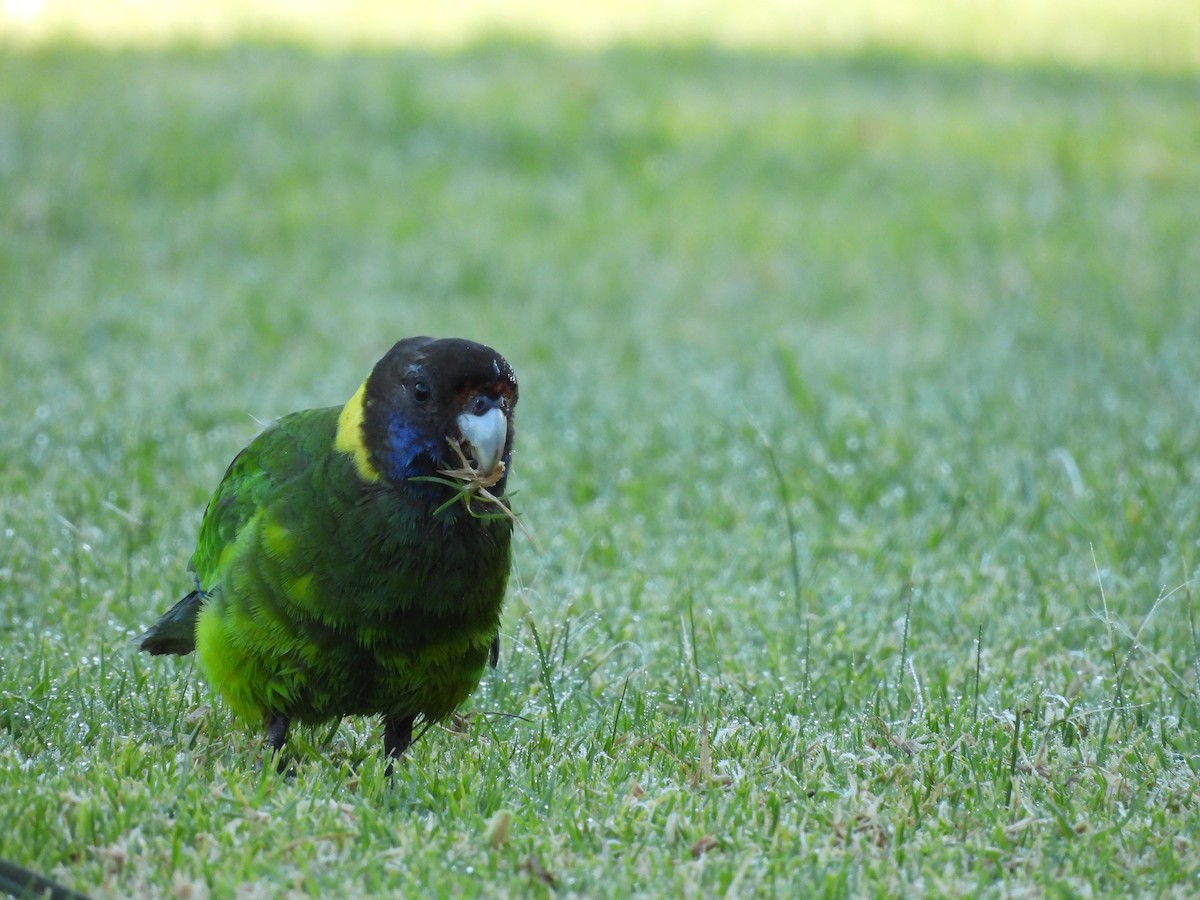 コダイマキエインコ - ML620817575