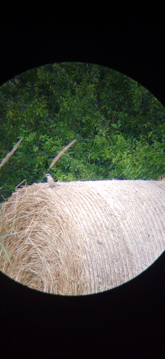 Red-backed Shrike - ML620817576