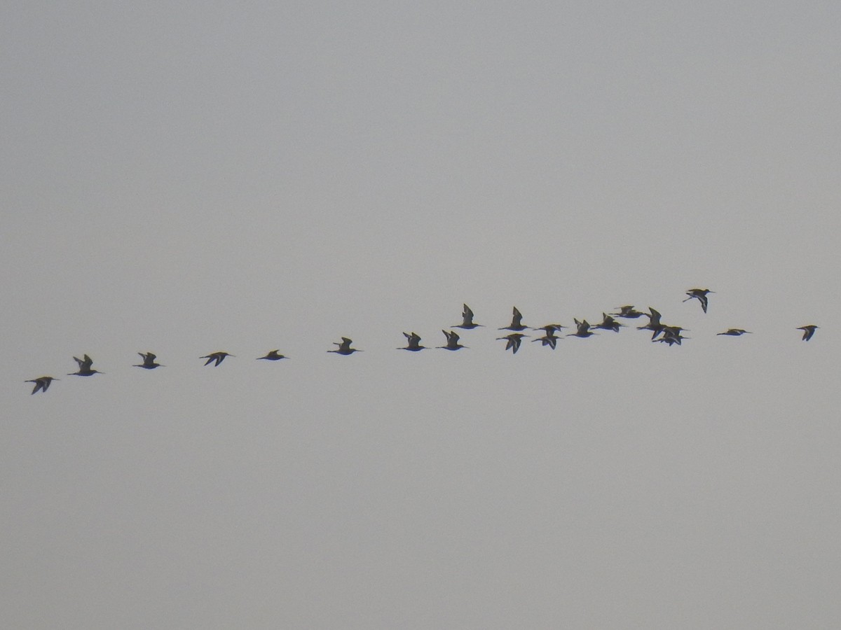 Black-tailed Godwit - ML620817580