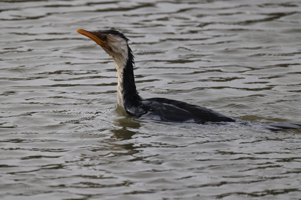 Little Pied Cormorant - ML620817582