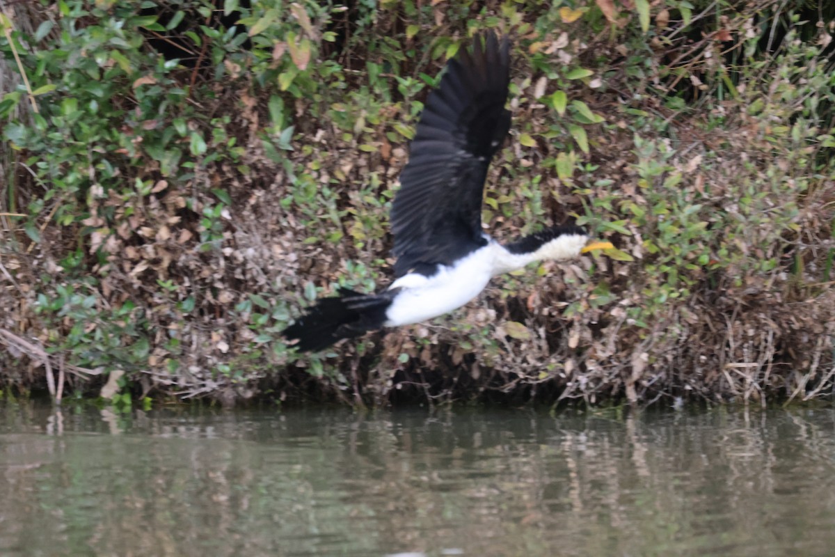 Little Pied Cormorant - ML620817585