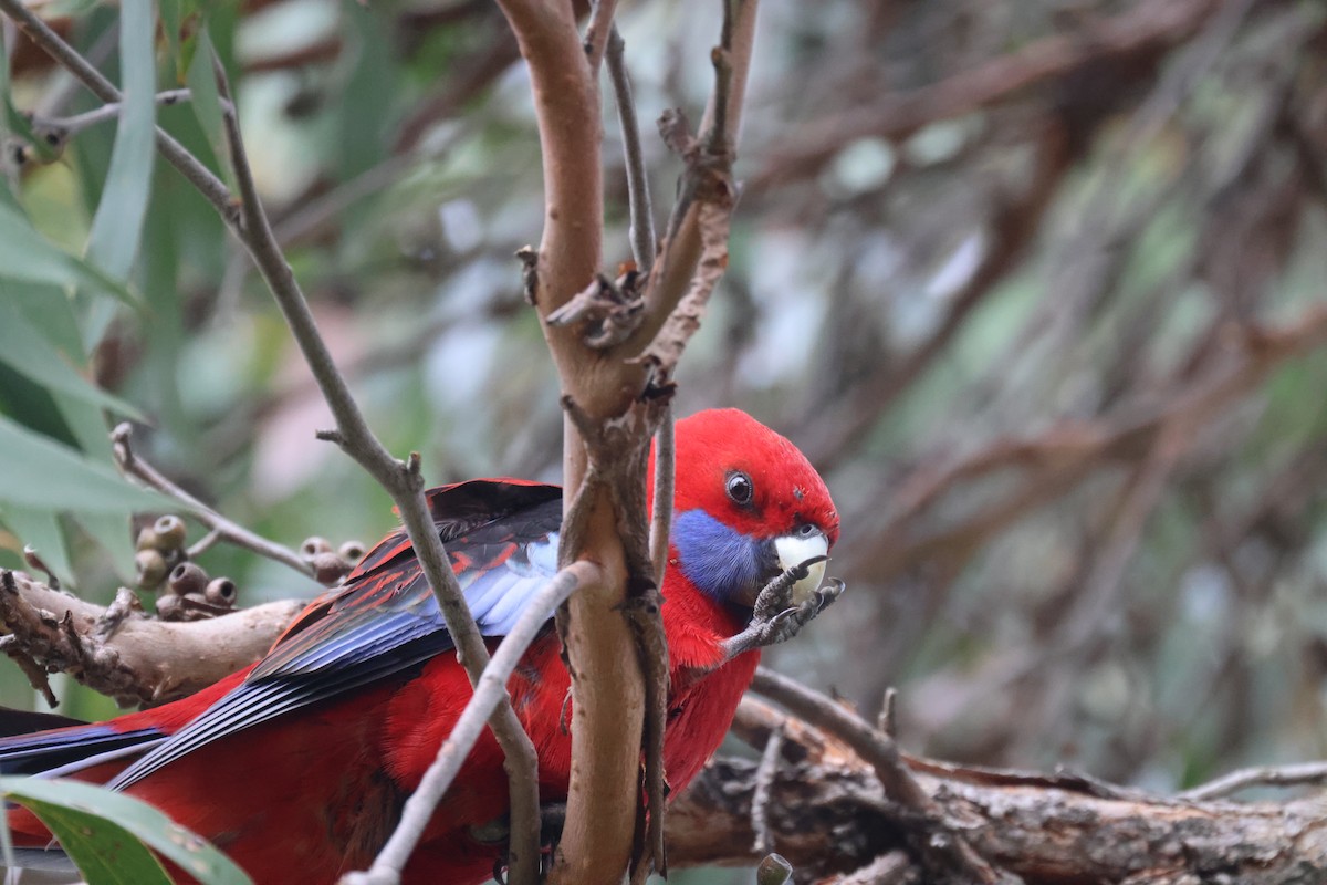 Rainbow Lorikeet - ML620817589