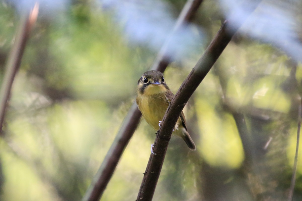 White-throated Spadebill - ML620817593