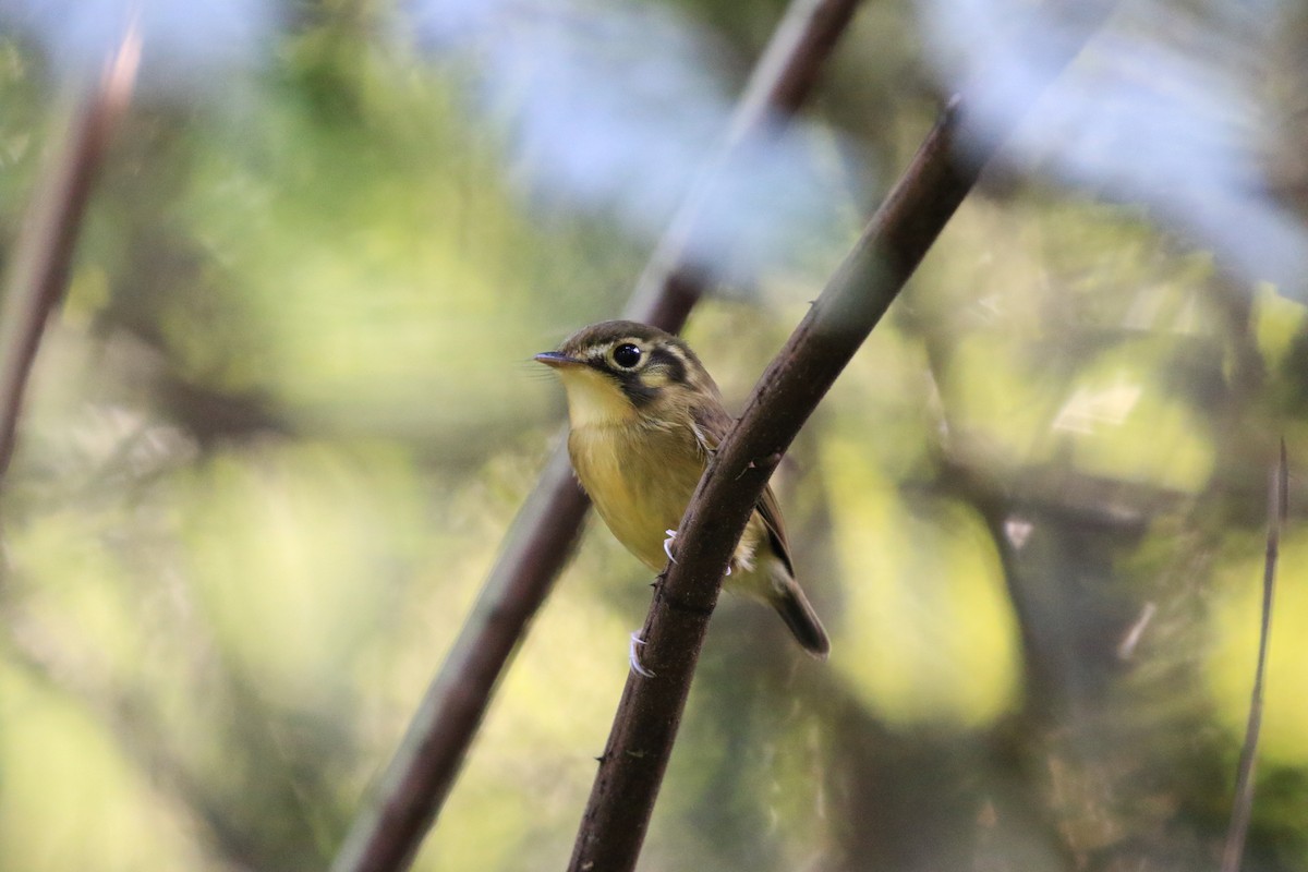 White-throated Spadebill - ML620817595