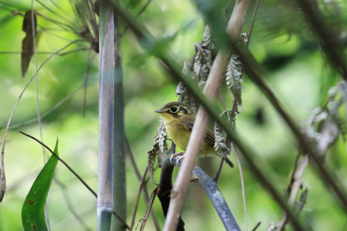 White-throated Spadebill - ML620817596