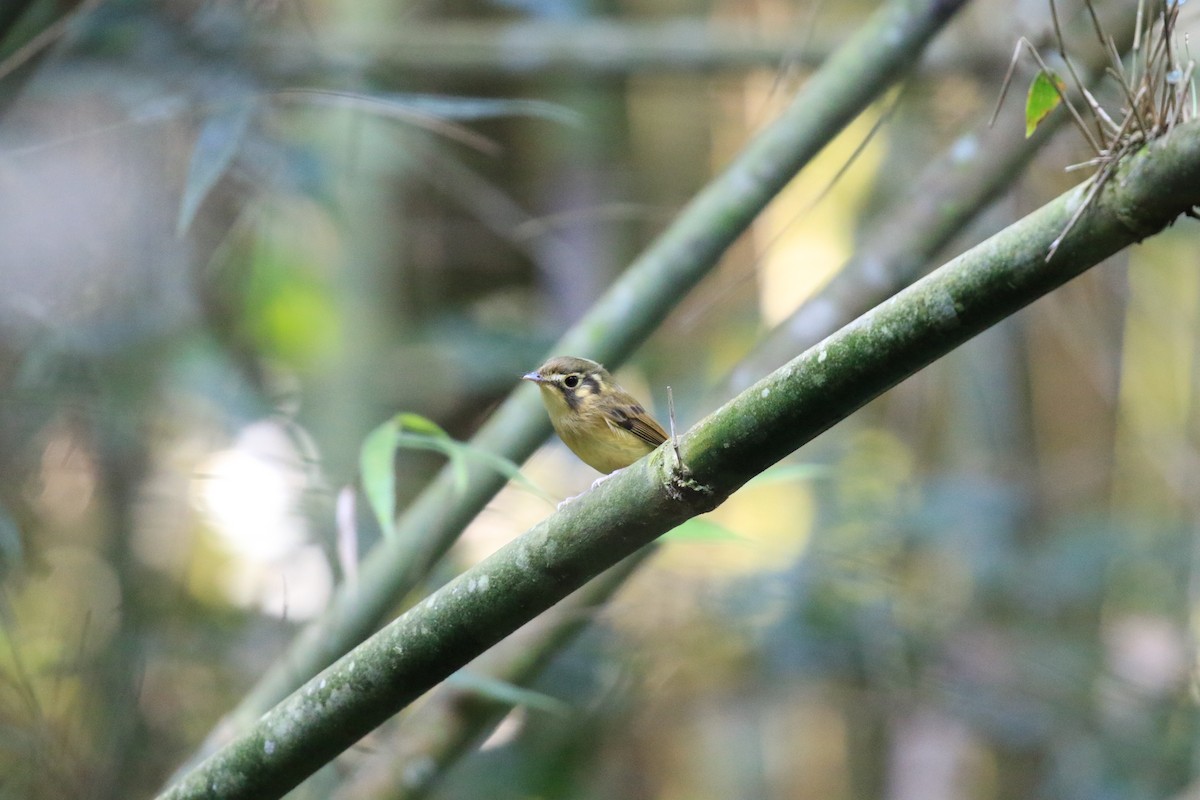 White-throated Spadebill - ML620817597