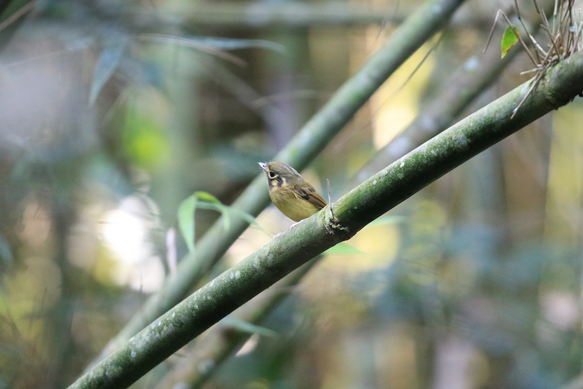 White-throated Spadebill - ML620817598