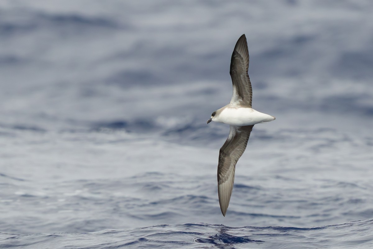 Fea's Petrel (Desertas) - ML620817600