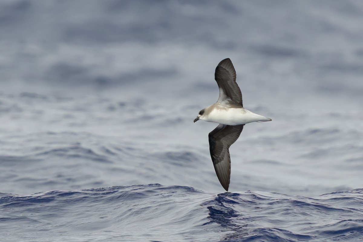 Fea's Petrel (Desertas) - ML620817601