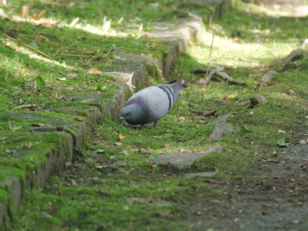 Rock Pigeon (Feral Pigeon) - ML620817602