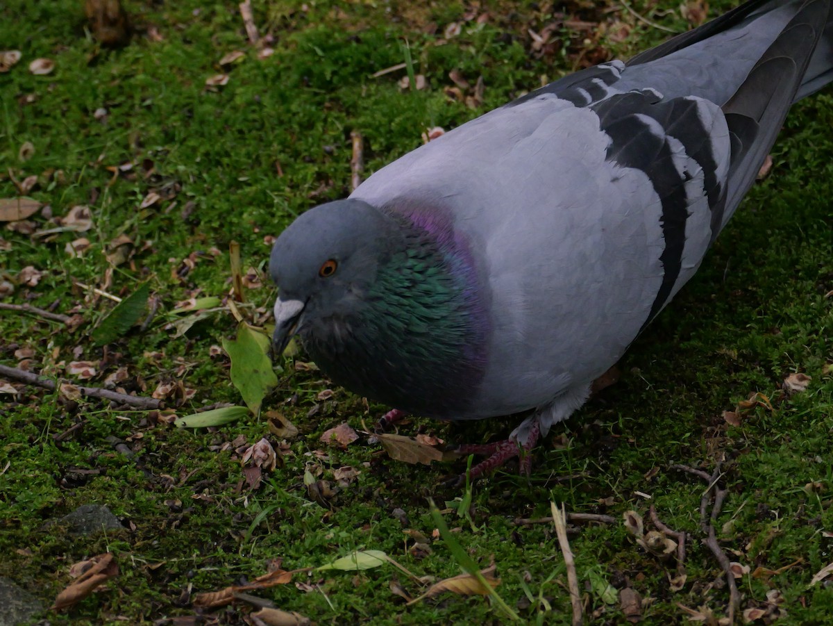 Rock Pigeon (Feral Pigeon) - ML620817603