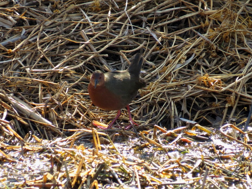 Ruddy-breasted Crake - ML620817604