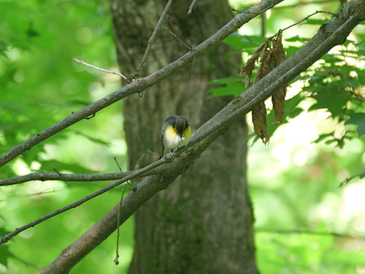 Narcissus Flycatcher - ML620817606