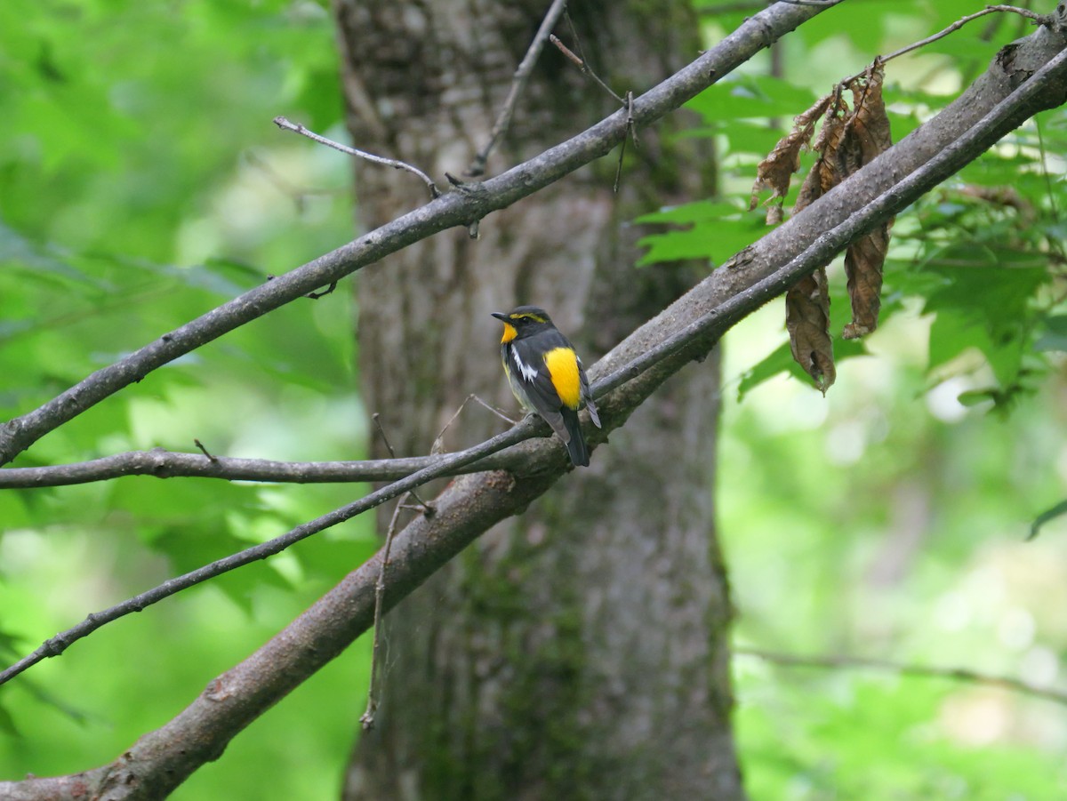 Narcissus Flycatcher - ML620817608