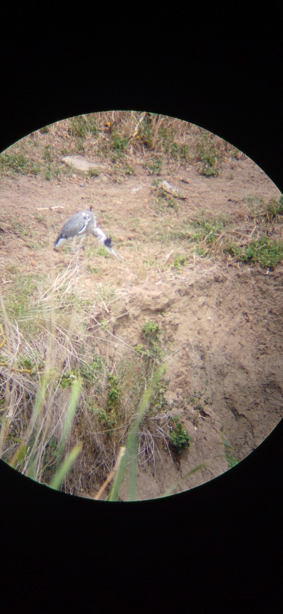 Gray Heron - ML620817610