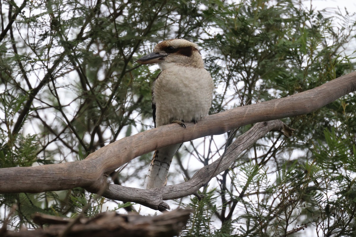 Laughing Kookaburra - ML620817612