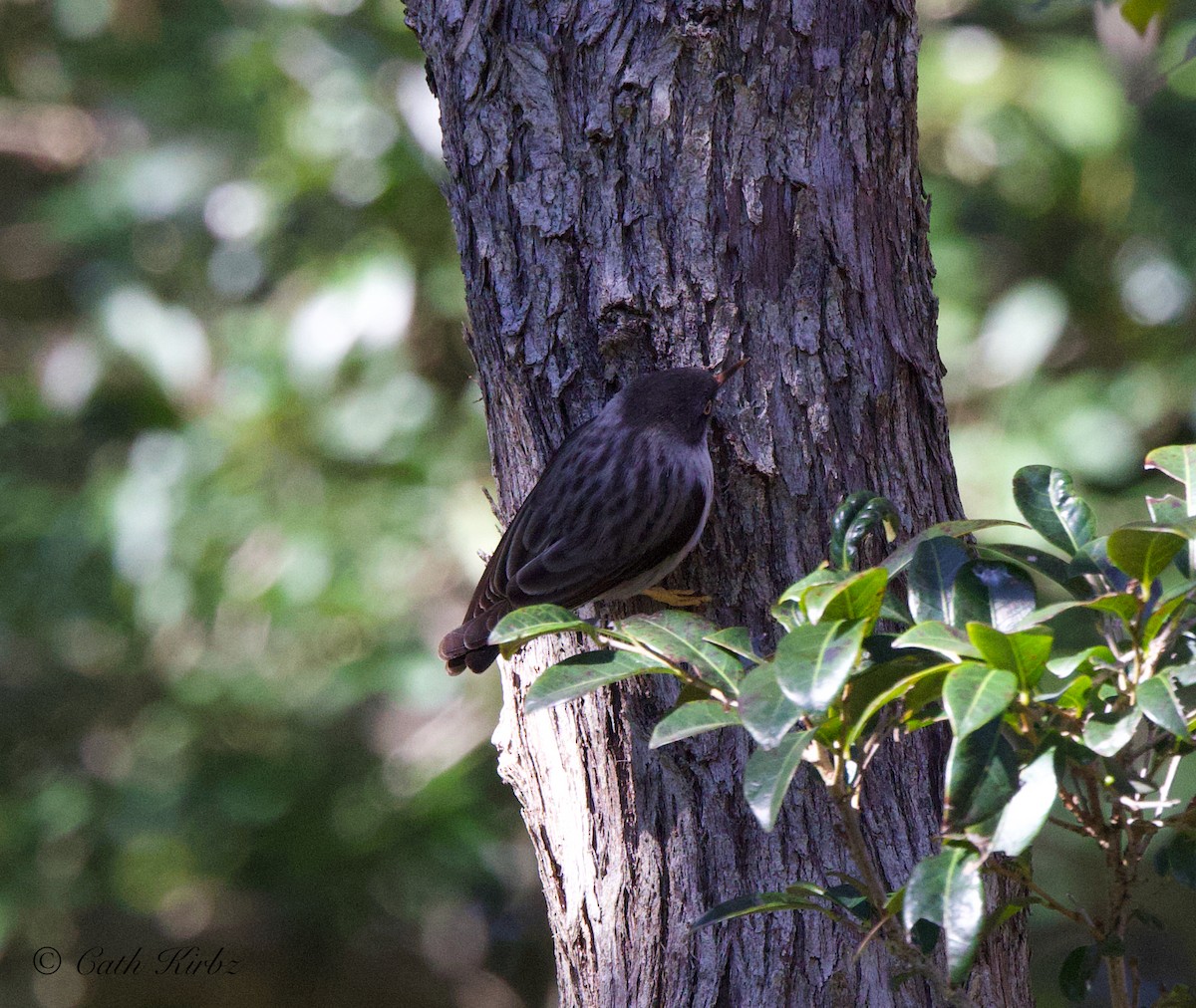 Varied Sittella - ML620817614