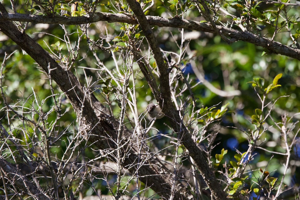 Varied Sittella - ML620817617