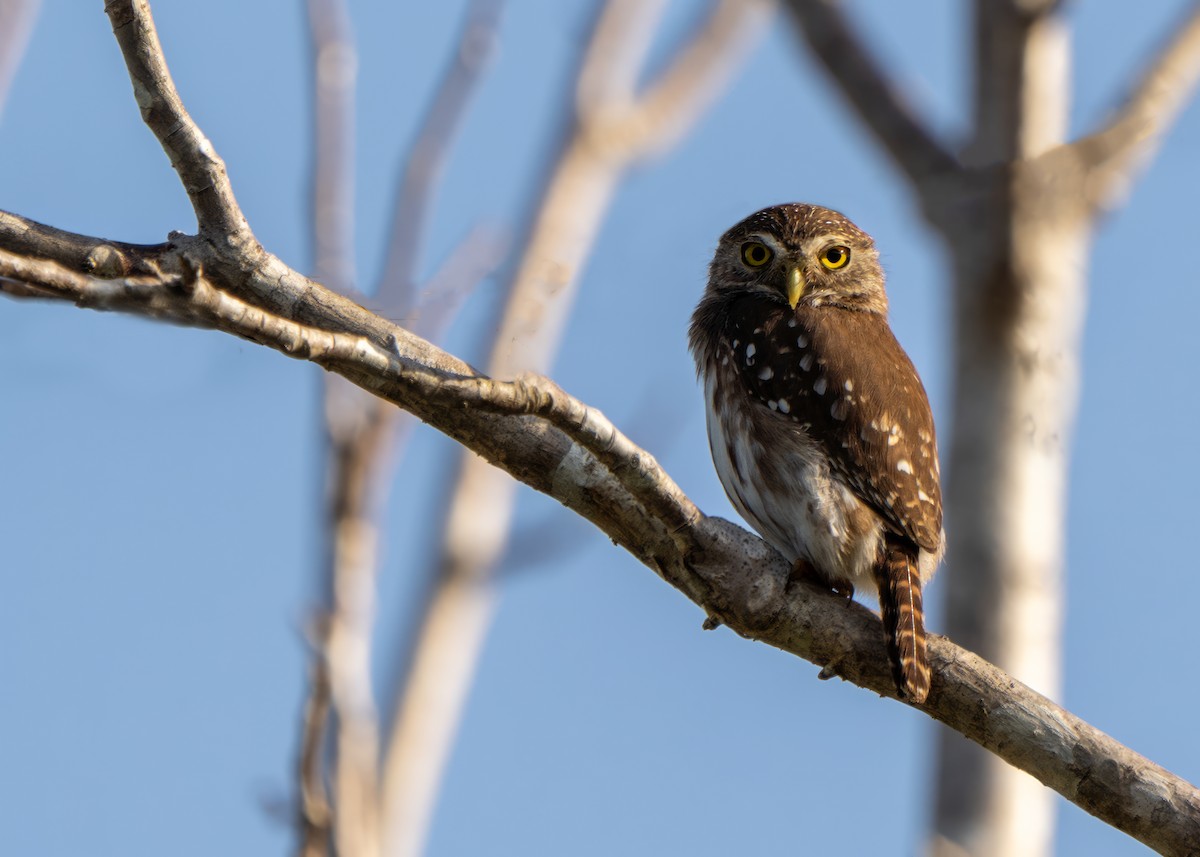 Ferruginous Pygmy-Owl - ML620817621