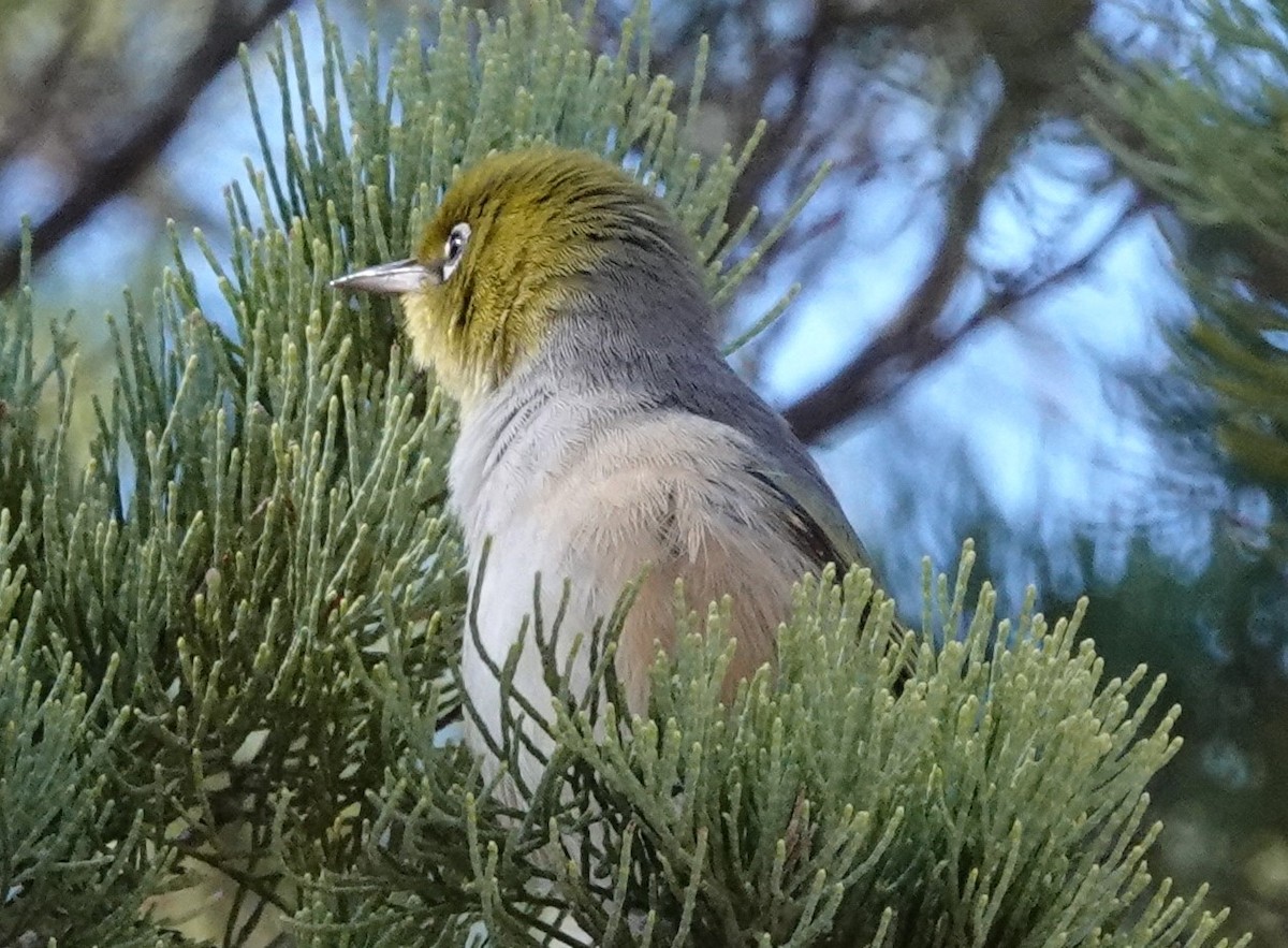 Silvereye - ML620817623