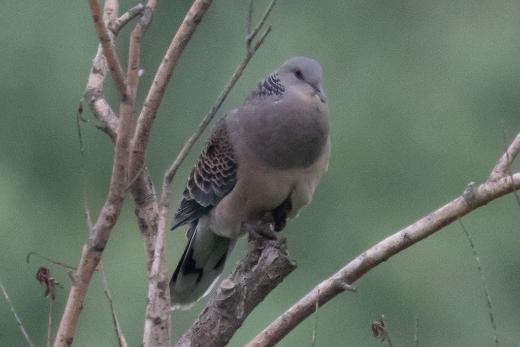 Oriental Turtle-Dove - ML620817625