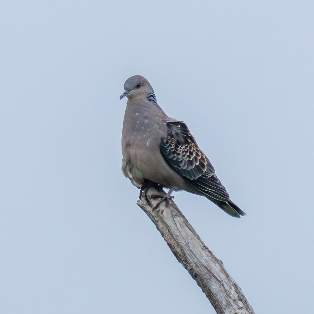 Oriental Turtle-Dove - MASATO TAKAHASHI