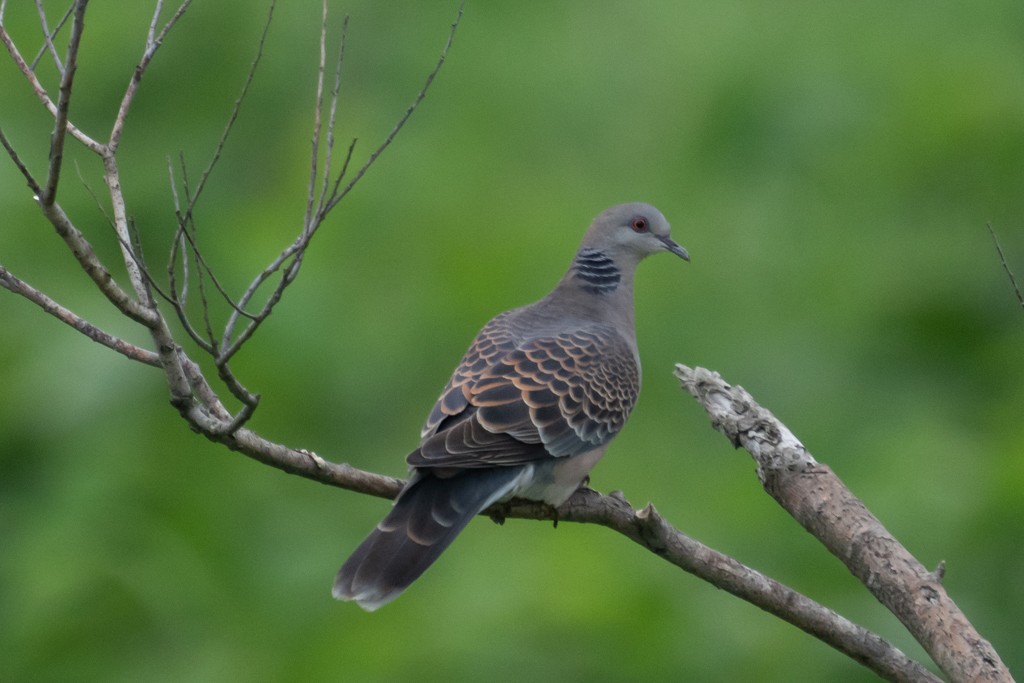 Oriental Turtle-Dove - ML620817627