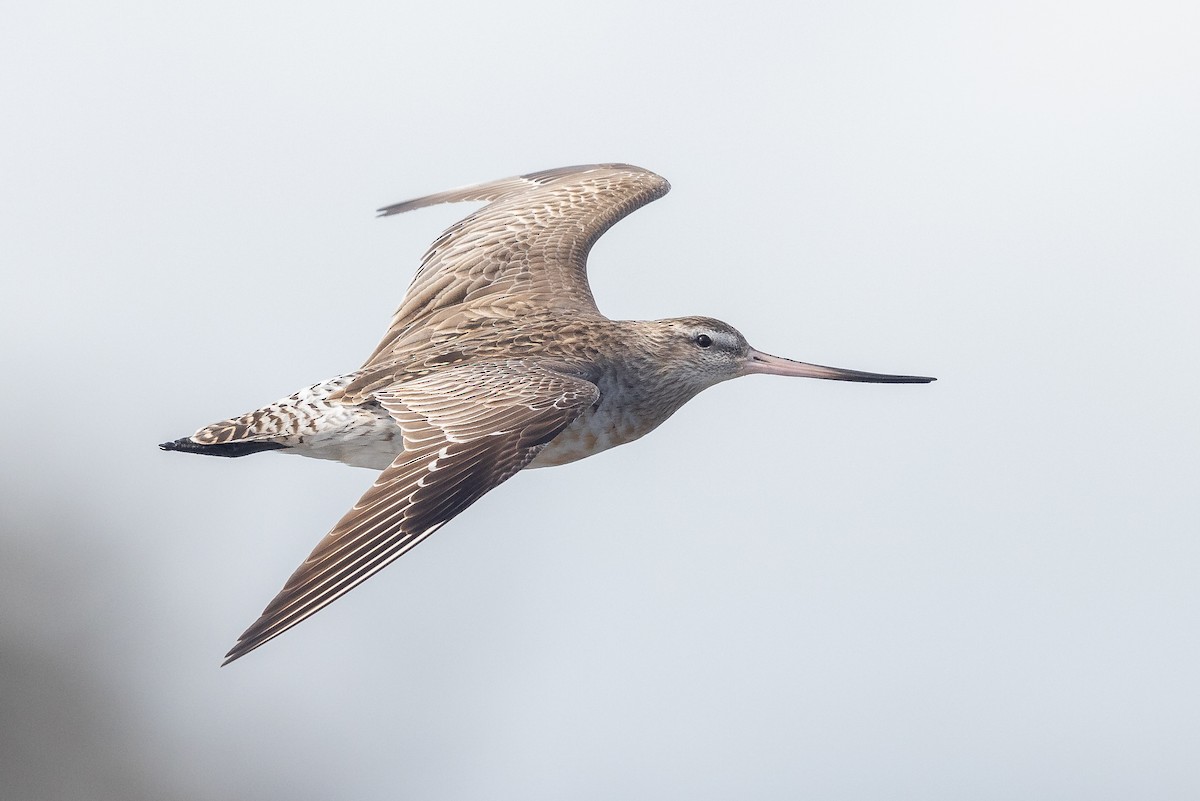 Bar-tailed Godwit - ML620817628