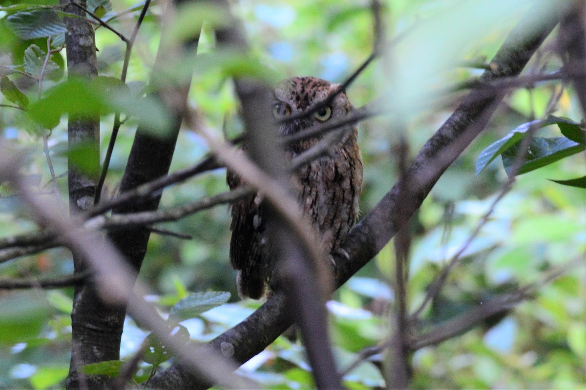 Little Owl - ML620817630