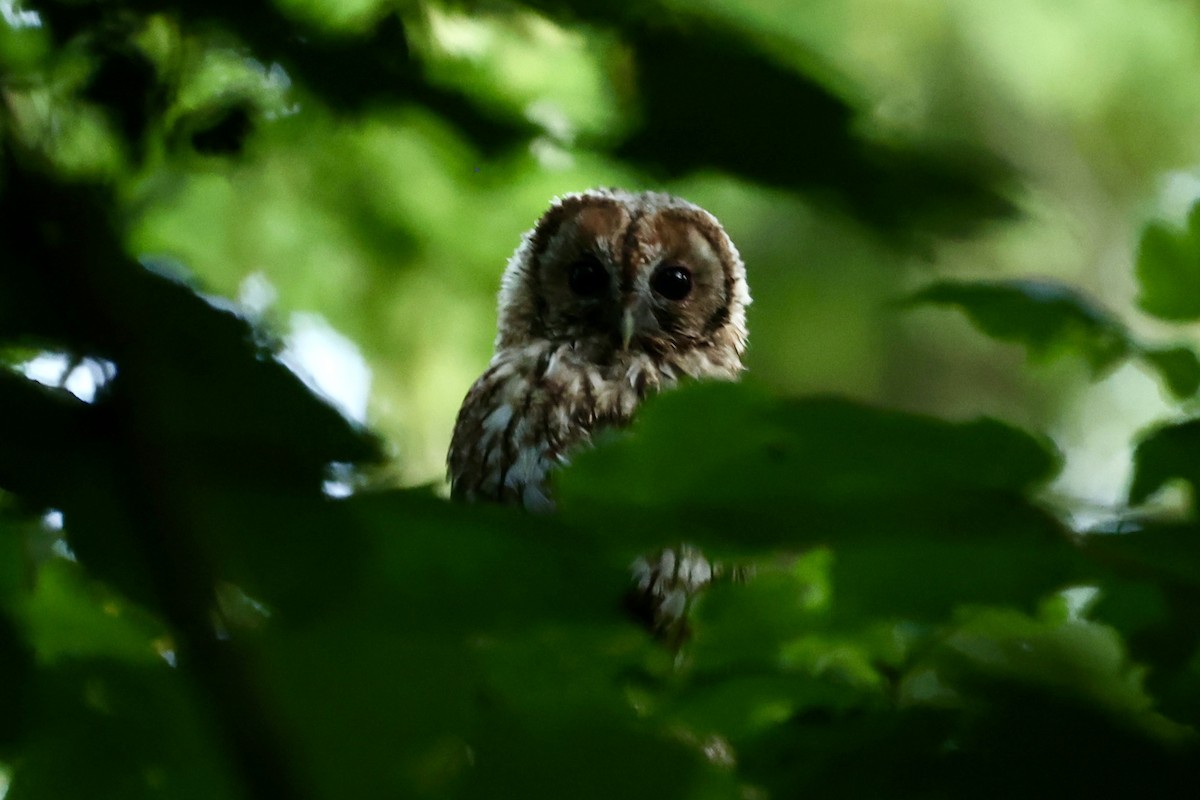 Tawny Owl - ML620817631