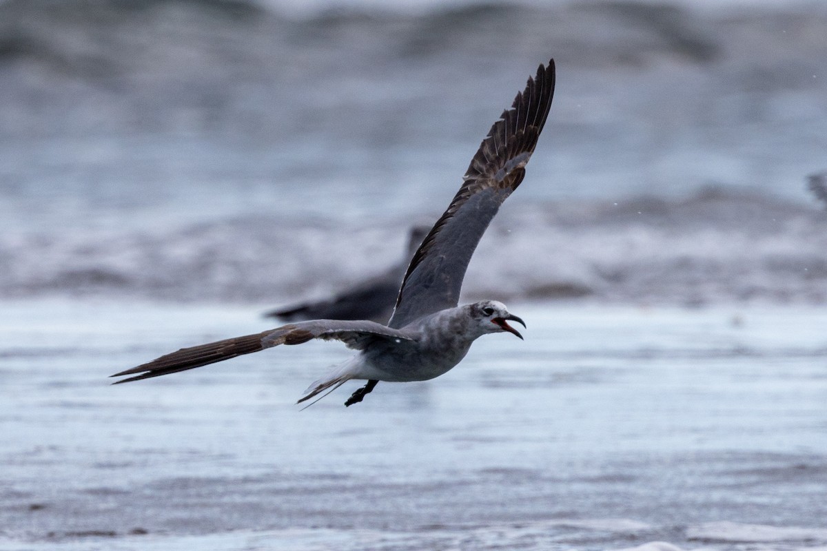 Laughing Gull - ML620817632