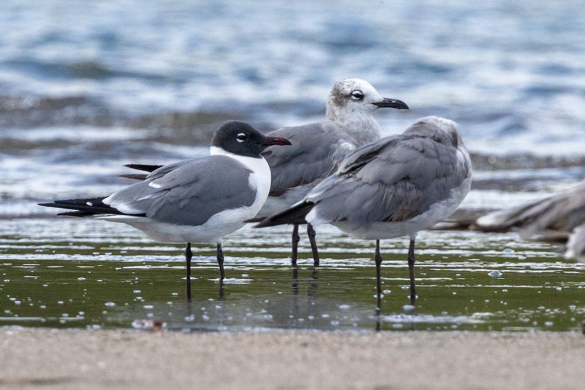 Gaviota Guanaguanare - ML620817634