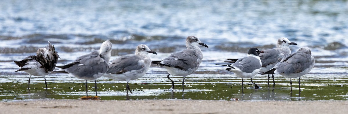 Gaviota Guanaguanare - ML620817635