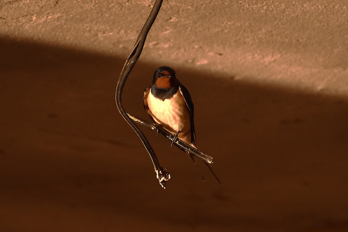 Golondrina Común - ML620817637