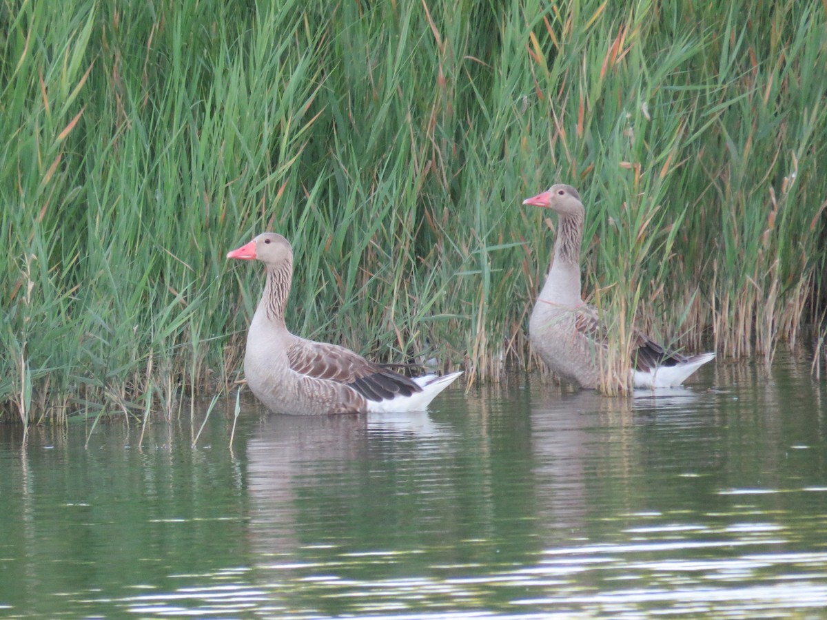 Graylag Goose - ML620817640