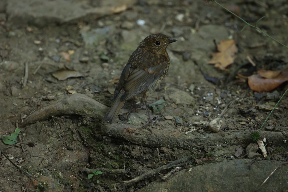 European Robin - ML620817641