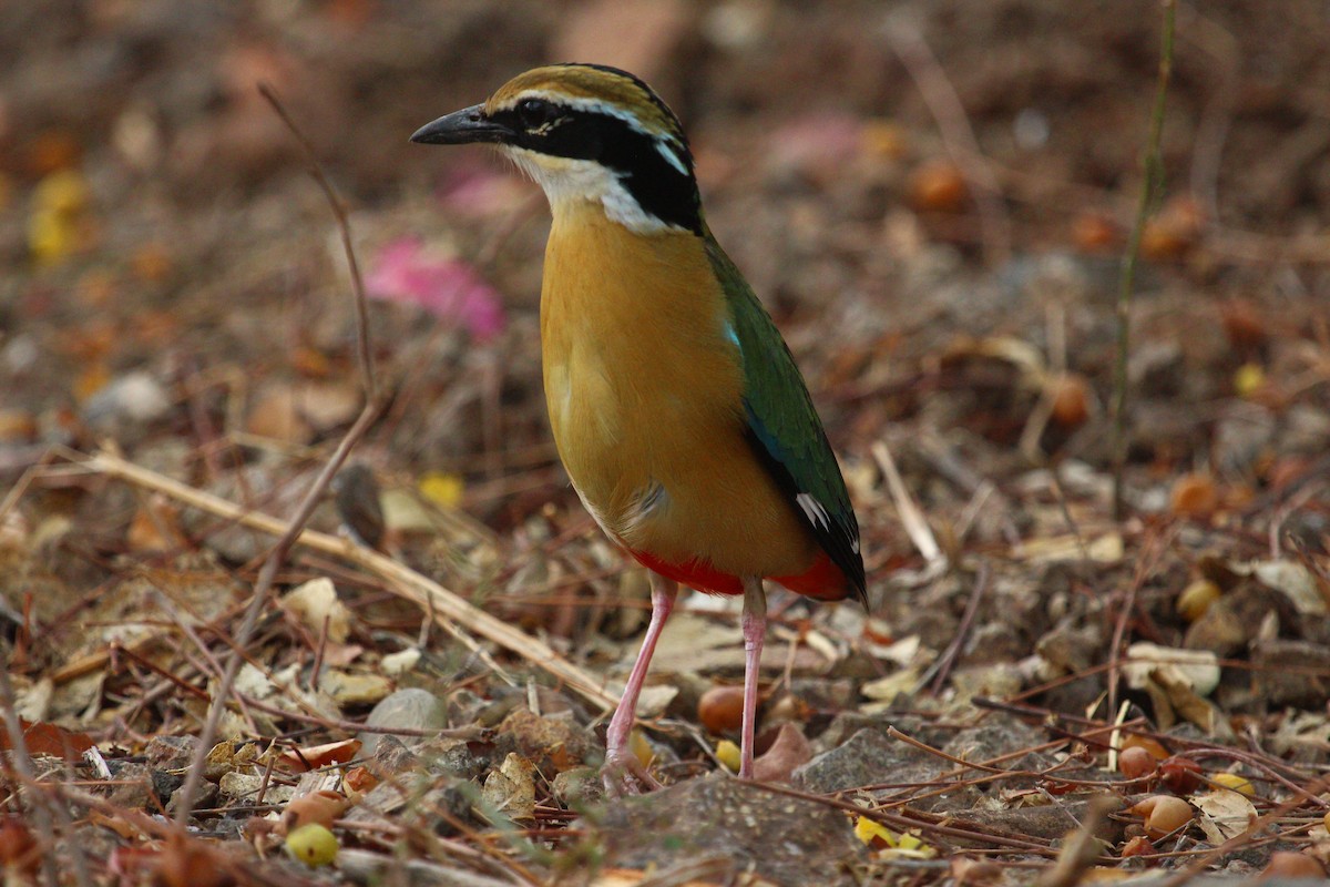 Indian Pitta - ML620817642