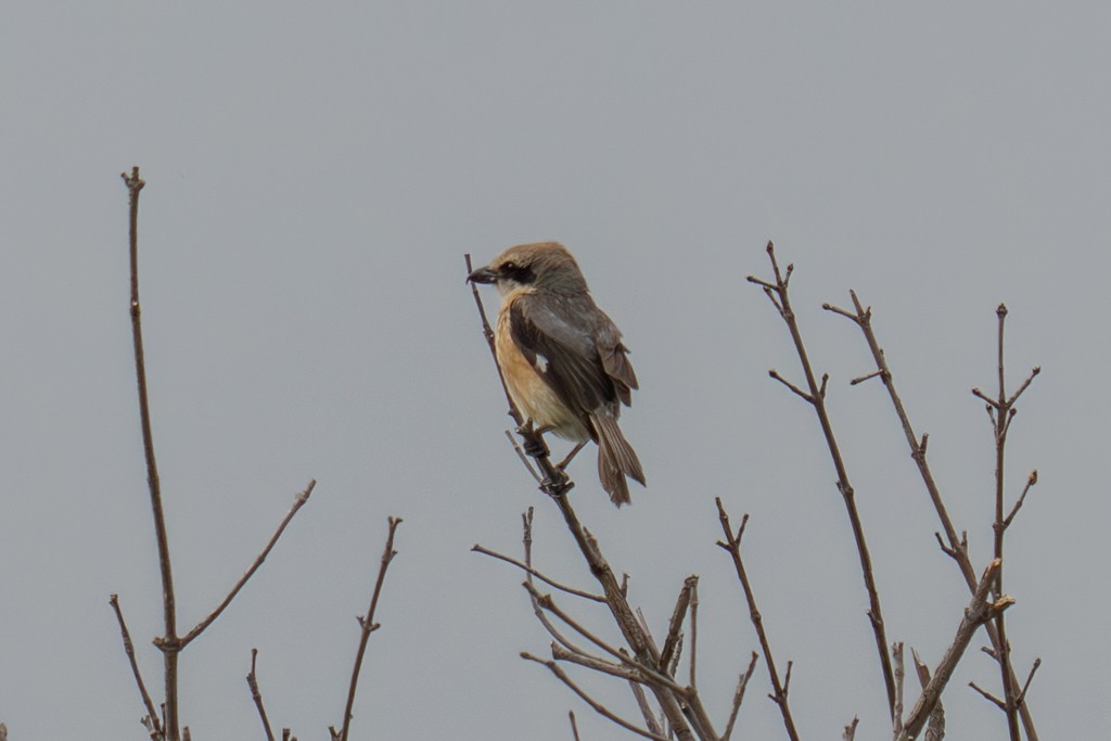 Bull-headed Shrike - ML620817643