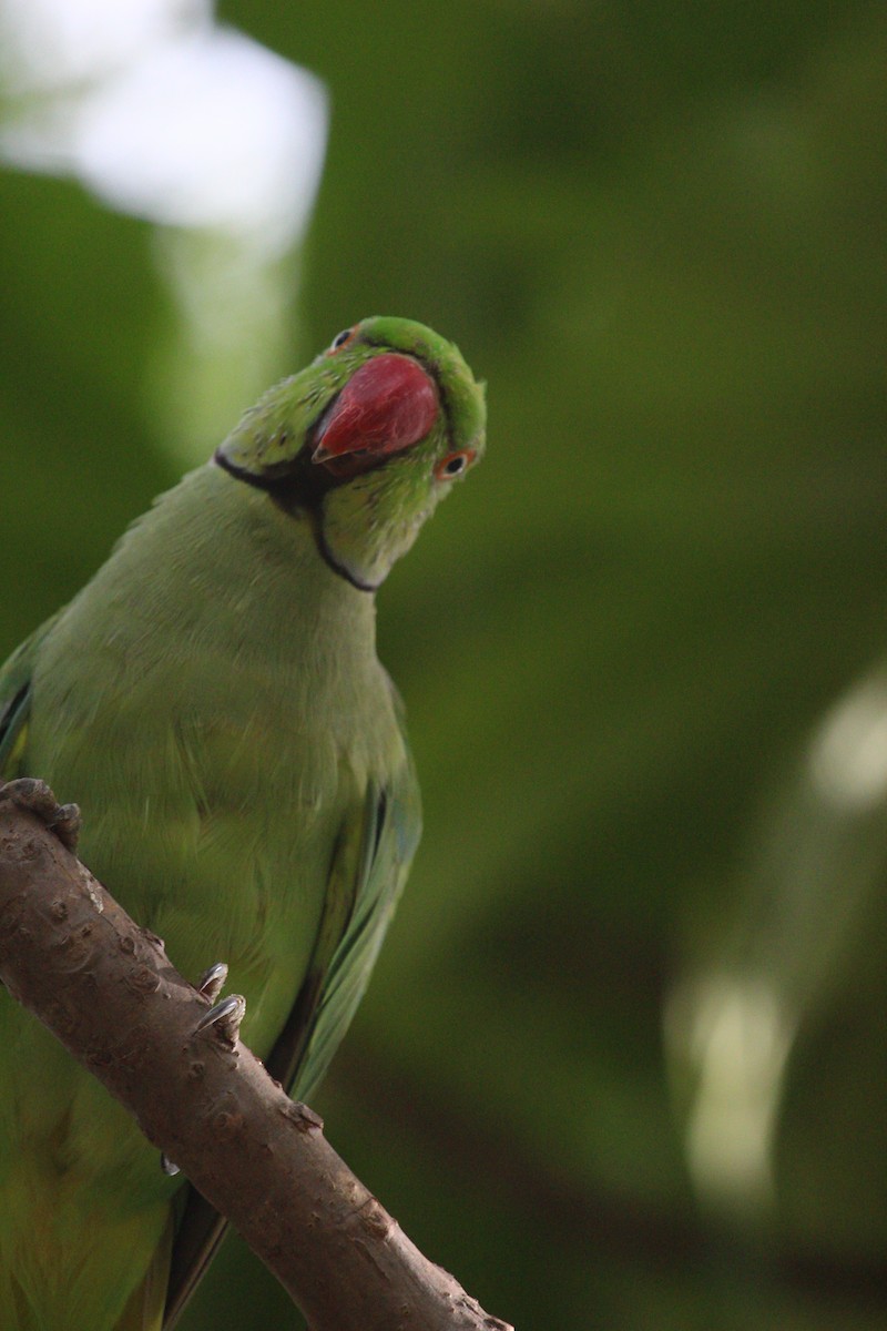 Rose-ringed Parakeet - ML620817645