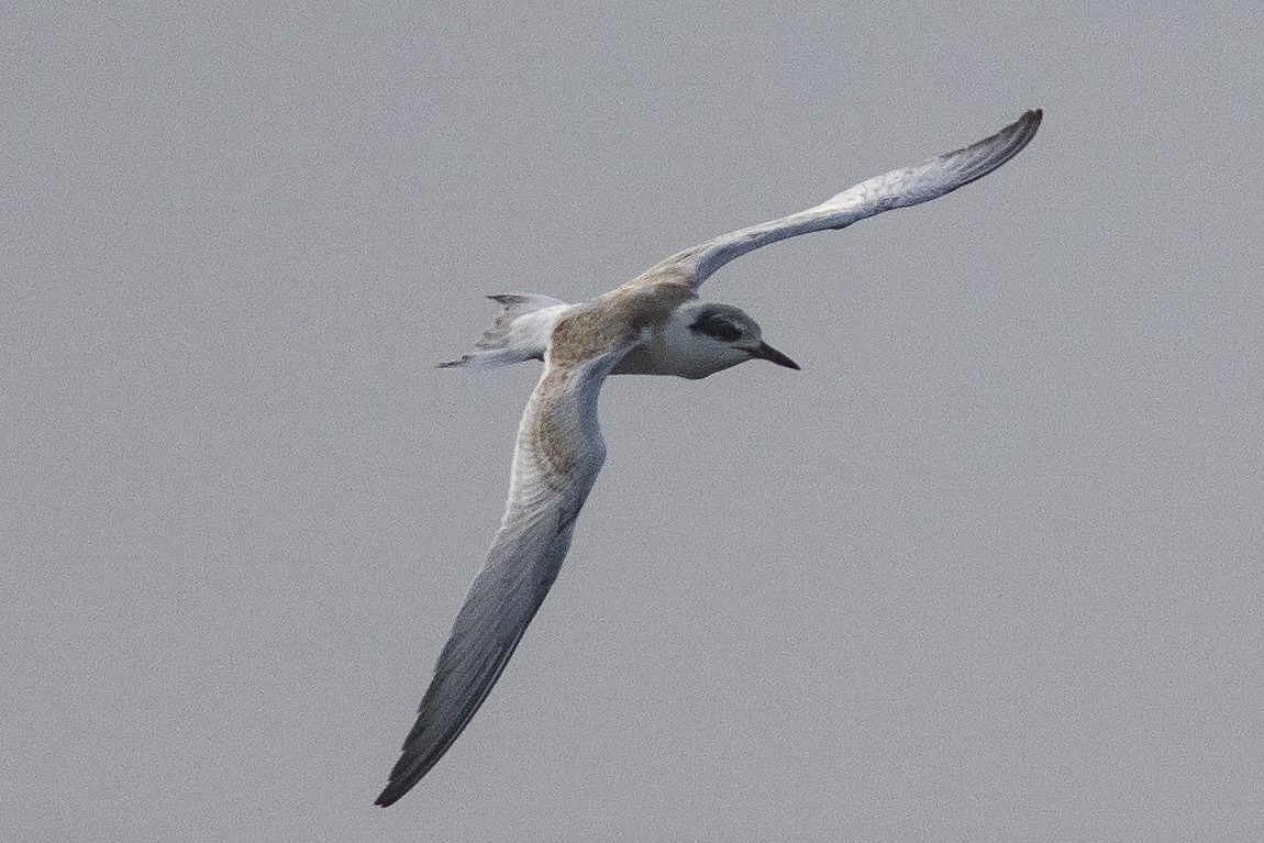 Forster's Tern - ML620817650