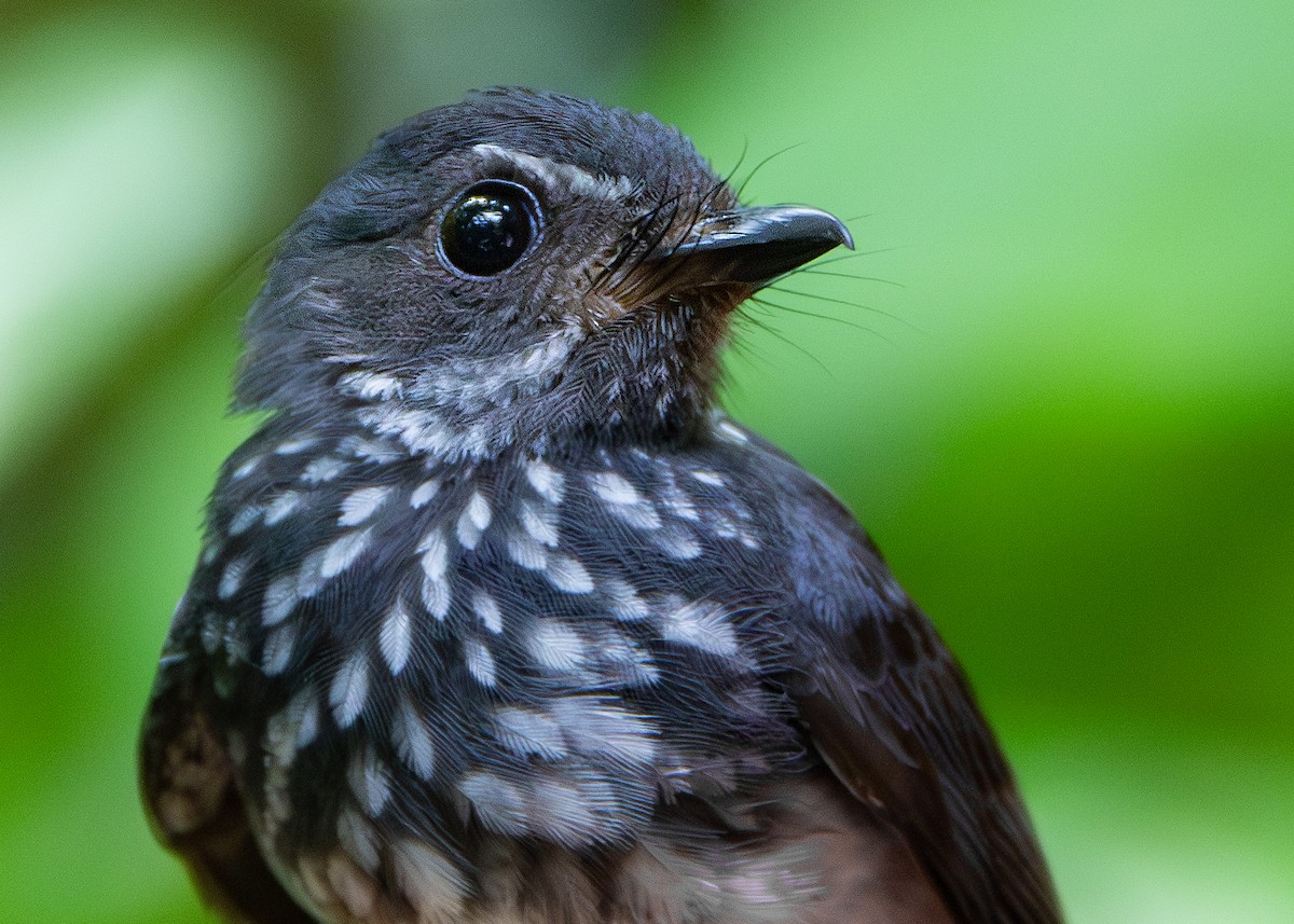 Spotted Fantail - ML620817652