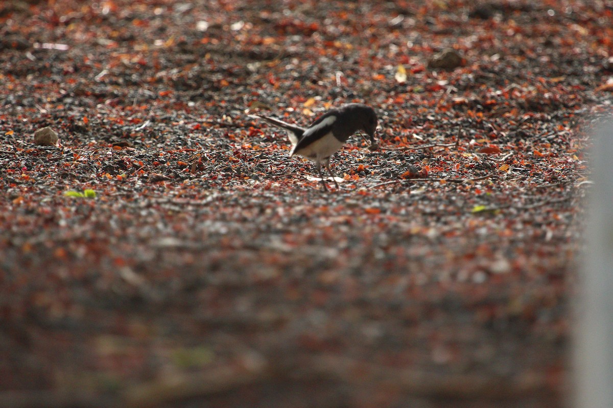 Oriental Magpie-Robin - ML620817658