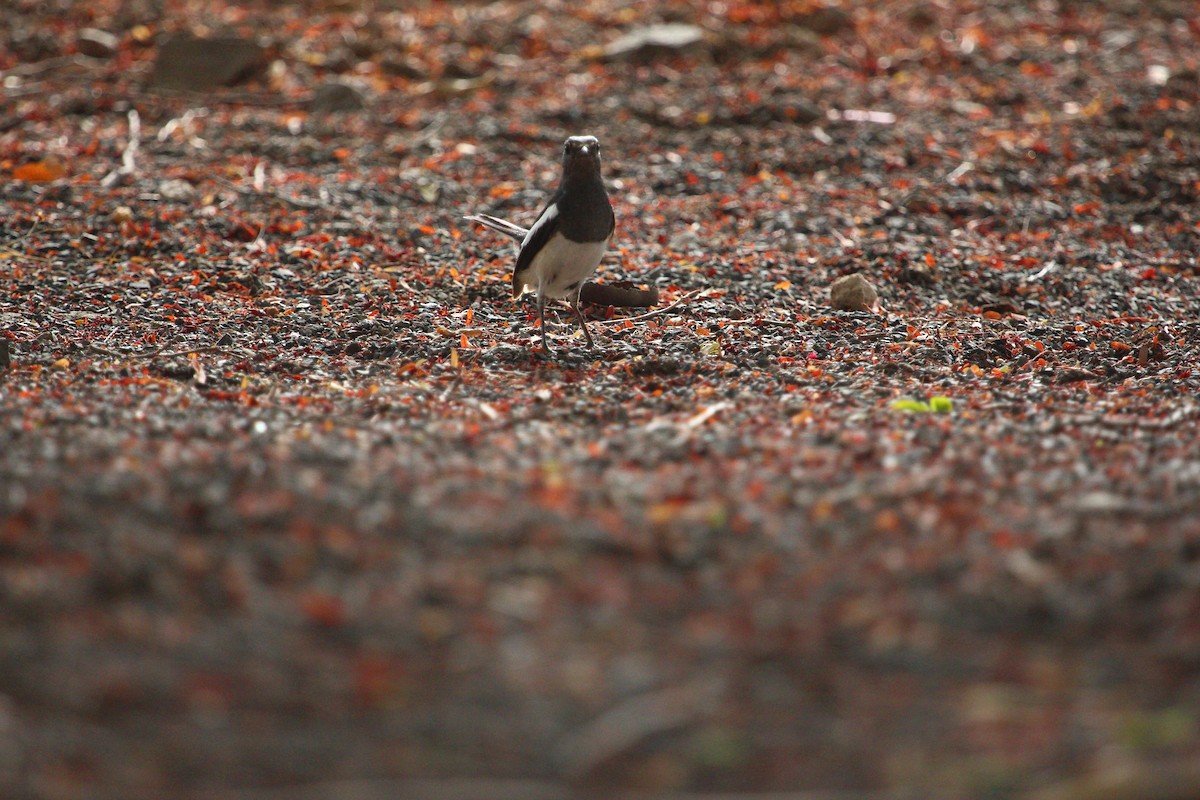 Oriental Magpie-Robin - ML620817659